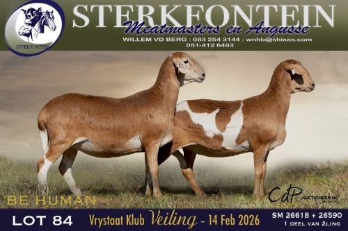 1 X MEATMASTER EWE Sterkfontein Meamtasters