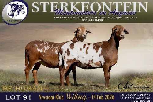 1 X MEATMASTER PREGNANT EWE Sterkfontein Meamtasters
