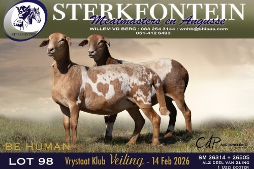 1 X MEATMASTER EWE Sterkfontein Meamtasters