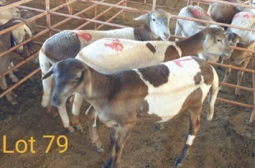 LOT 79 3X MEATMASTER OOI/EWE OSVLEY MEATMASTERS (PER STUK OM LOT TE NEEM/PER PIECE TO TAKE THE LOT)