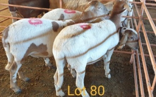 LOT 80 3X MEATMASTER OOI/EWE OSVLEY MEATMASTERS (PER STUK OM LOT TE NEEM/PER PIECE TO TAKE THE LOT)