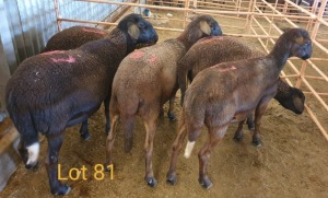 LOT 81 5X MEATMASTER OOI/EWE OSVLEY MEATMASTERS (PER STUK OM LOT TE NEEM/PER PIECE TO TAKE THE LOT)