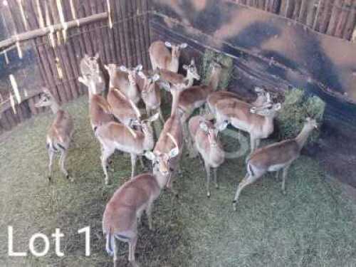 16 x Rooibok/Impala Marius Schrenk (Pay per Piece to take the lot)