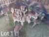 16 x Rooibok/Impala Marius Schrenk (Pay per Piece to take the lot)