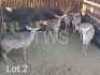 6+1 x Koedoe/Kudu Marius Schrenk (Pay per Piece to take the lot)