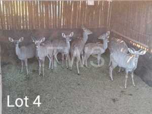 6+1 x Koedoe/Kudu Marius Schrenk (Pay per Piece to take the lot)