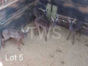 3 x Swart Rooibok/Black Impala Trollope Brothers (Pay per Piece to take the lot)