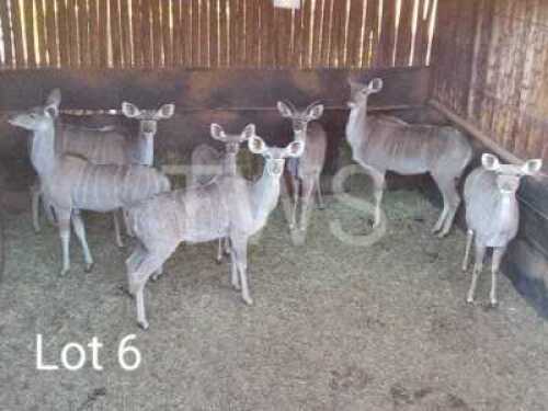 7 x Koedoe/Kudu Marius Schrenk (Pay per Piece to take the lot)
