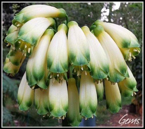 1 x MIRABILIS X (Cransley Peach x Hirao)