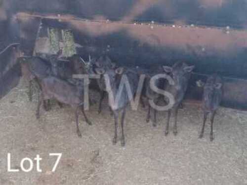 9 x Swart Rooibok/Black Impala Trollope Brothers (Pay per Piece to take the lot)