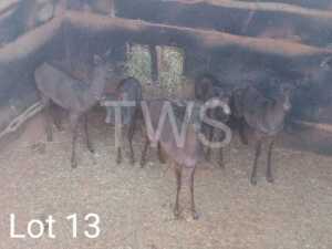 16 x Swart Rooibok/Black Impala Trollope Brothers (Pay per Piece to take the lot)