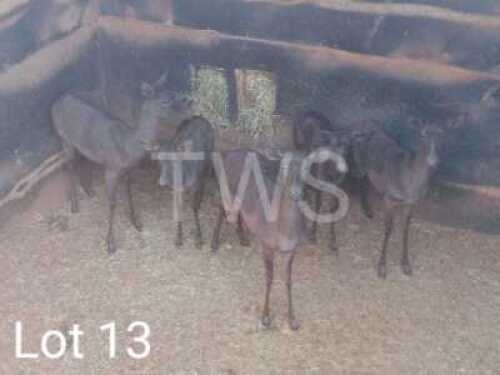 16 x Swart Rooibok/Black Impala Trollope Brothers (Pay per Piece to take the lot)