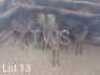 16 x Swart Rooibok/Black Impala Trollope Brothers (Pay per Piece to take the lot)
