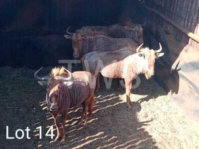 4 x Goue Wildebees/Golden Wildebeest Trollope Brothers (Pay per Piece to take the lot)