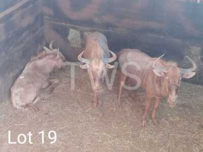 2 x Goue Wildebees/Golden Wildebeest Trollope Brothers (Pay per Piece to take the lot)