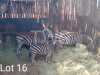 3 x Sebra/Zebra Fanie Frustenburg (Pay per Piece to take the lot)