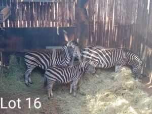 3 x Sebra/Zebra Fanie Frustenburg (Pay per Piece to take the lot)