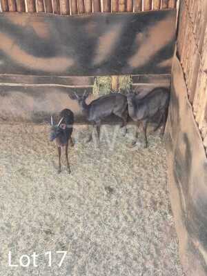 3 x Swart Rooibok/Black Impala Trollope Brothers (Pay per Piece to take the lot)