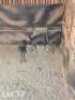 3 x Swart Rooibok/Black Impala Trollope Brothers (Pay per Piece to take the lot)