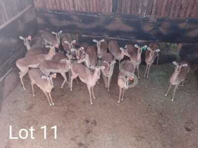 18 x Rooibok/Impala Trollope Brothers (Pay per Piece to take the lot)