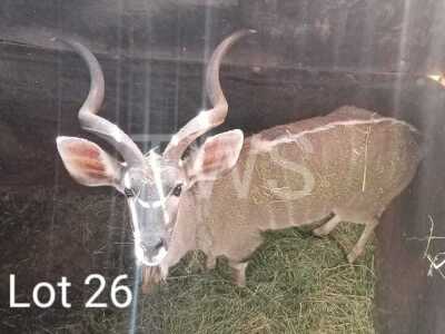 1 x Koedoe/Kudu Marius Schrenk