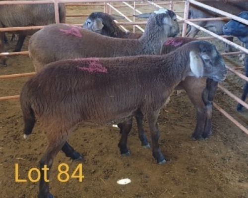LOT 84 3X MEATMASTER OOI/EWE OSVLEY MEATMASTERS (PER STUK OM LOT TE NEEM/PER PIECE TO TAKE THE LOT)