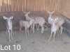 5 x Koedoe/Kudu Marius Schrenk (Pay per Piece to take the lot) - 2