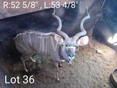 1 x Koedoe/Kudu Marakele Estate