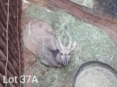 1 Bosbok/Bushbuck Kobus