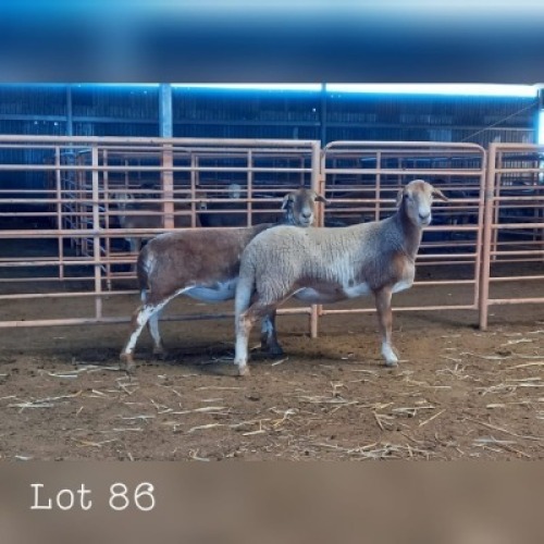 LOT 86 2X MEATMASTER OOI/EWE DRIEKOP MEATMASTERS (PER STUK OM LOT TE NEEM/PER PIECE TO TAKE THE LOT)