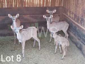 4+1 x Koedoe/Kudu Marius Schrenk (Pay per Piece to take the lot)