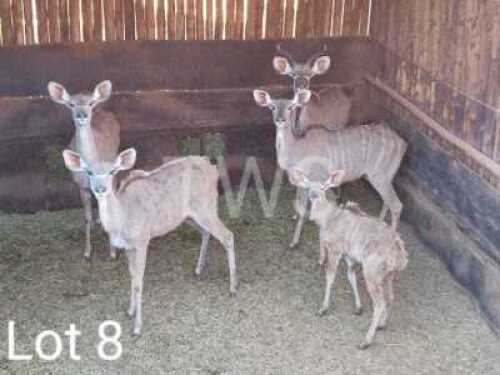 4+1 x Koedoe/Kudu Marius Schrenk (Pay per Piece to take the lot)