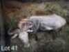 1 x Konings Wildebees/Kings Wildebeest Amanda van Niekerk