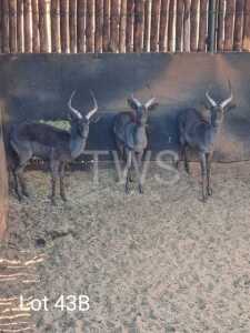 3 x Swart Rooibok/Black Impala Trollope Brothers (Pay per Piece to take the lot)