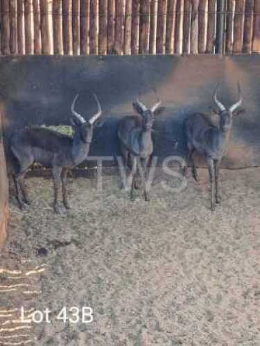 3 x Swart Rooibok/Black Impala Trollope Brothers (Pay per Piece to take the lot)