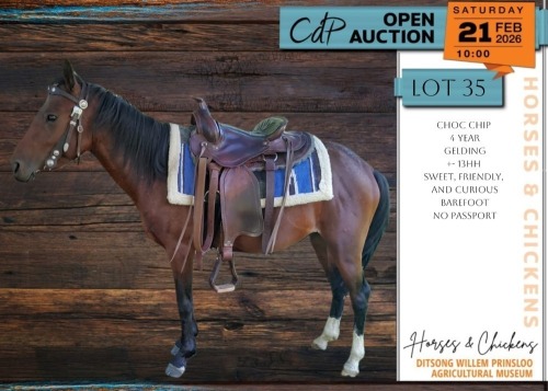 1 X CROSS CHOC CHIP GELDING MANDY JACOBS