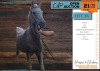 1 X ARABIAN ACE GELDING DIRK DIPPENAAR