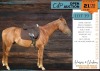 1 X ARABIAN HARVEY GELDING ELICIA VILJOEN
