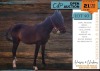 1 X CROSS PHOENIX STALLION JADE STRYDOM