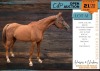 1 X ARABIAN ELECTRA MARE DIRK DIPPENAAR