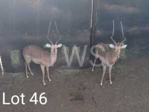 2 x Rooibok/Impala Johan Jooste (Pay per Piece to take the lot)