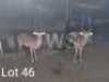 2 x Rooibok/Impala Johan Jooste (Pay per Piece to take the lot)