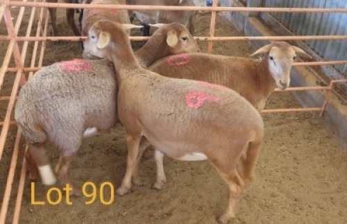 LOT 90 3X MEATMASTER OOI/EWE OSVLEY MEATMASTERS (PER STUK OM LOT TE NEEM/PER PIECE TO TAKE THE LOT)