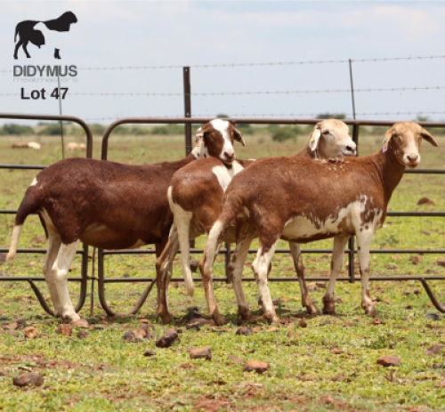 LOT 47 3X MEATMASTER OOI/EWE CHRISTOF GROBLER : 0837812076