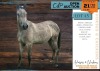 1 X APPALOOSA CORENZA MARE DIRK DIPPENAAR