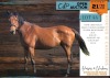1 X THOROUGHBRED IRISH ANGEL MARE JAN BOSHOFF BOERDERY (MELANIE BOSHOF)