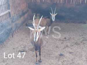 2 x Swartwitpens/Sable Thabazimbi Wildlife Services (Pay per Piece to take the lot)