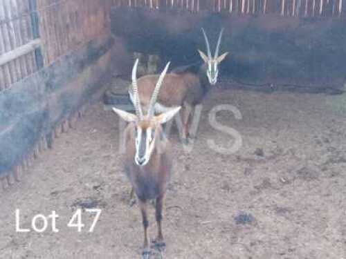 2 x Swartwitpens/Sable Thabazimbi Wildlife Services (Pay per Piece to take the lot)