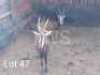 2 x Swartwitpens/Sable Thabazimbi Wildlife Services (Pay per Piece to take the lot)