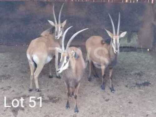 3 x Swartwitpens/Sable Thabazimbi Wildlife Services (Pay per Piece to take the lot)